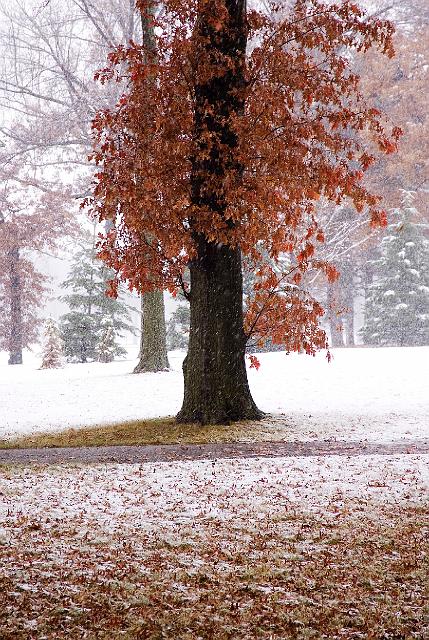 oak-first snow3539